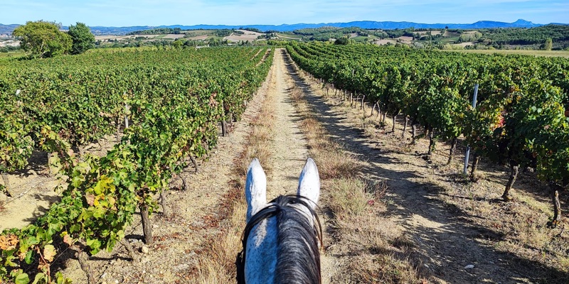 Villarzel-Du-Razès - Perry